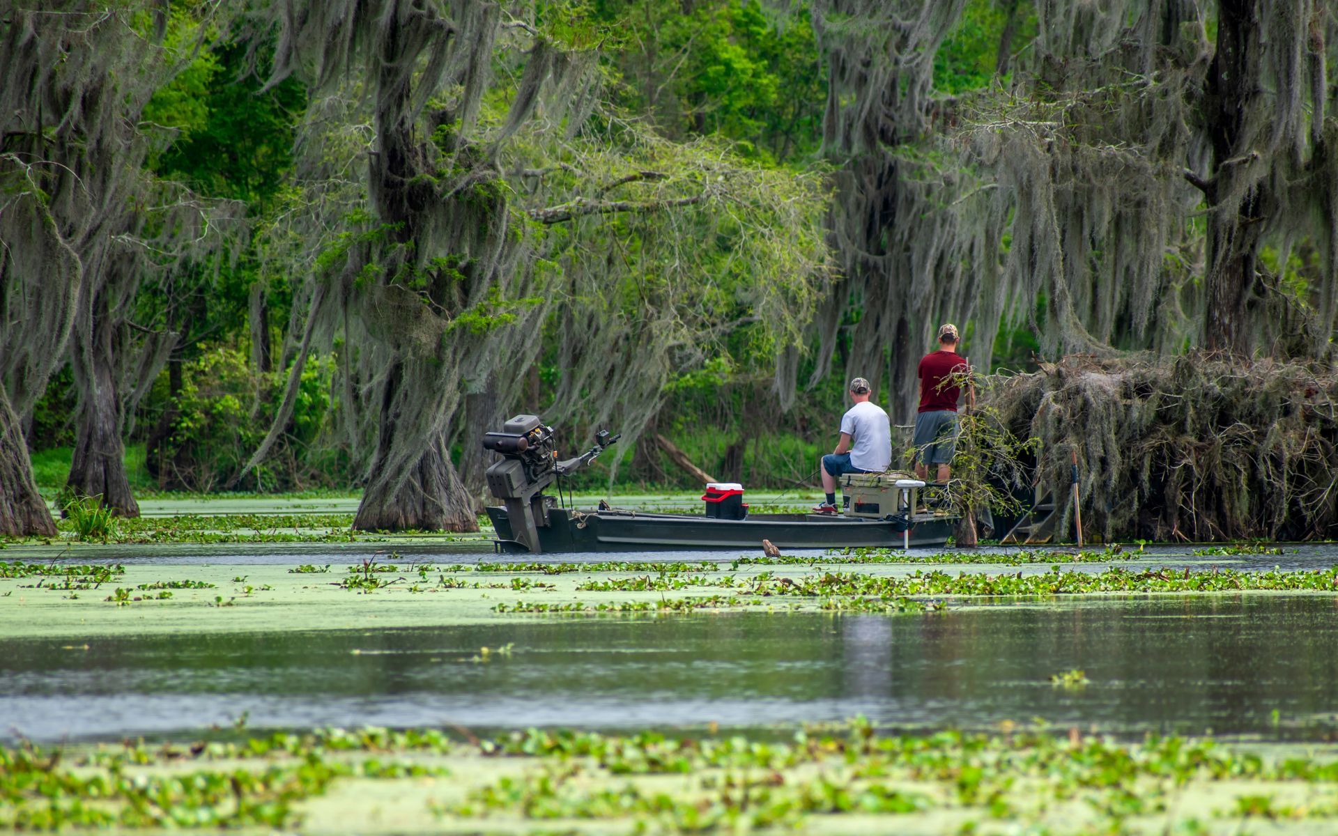 Three people fishing from a boat in a swamp, surrounded by trees with Spanish moss.