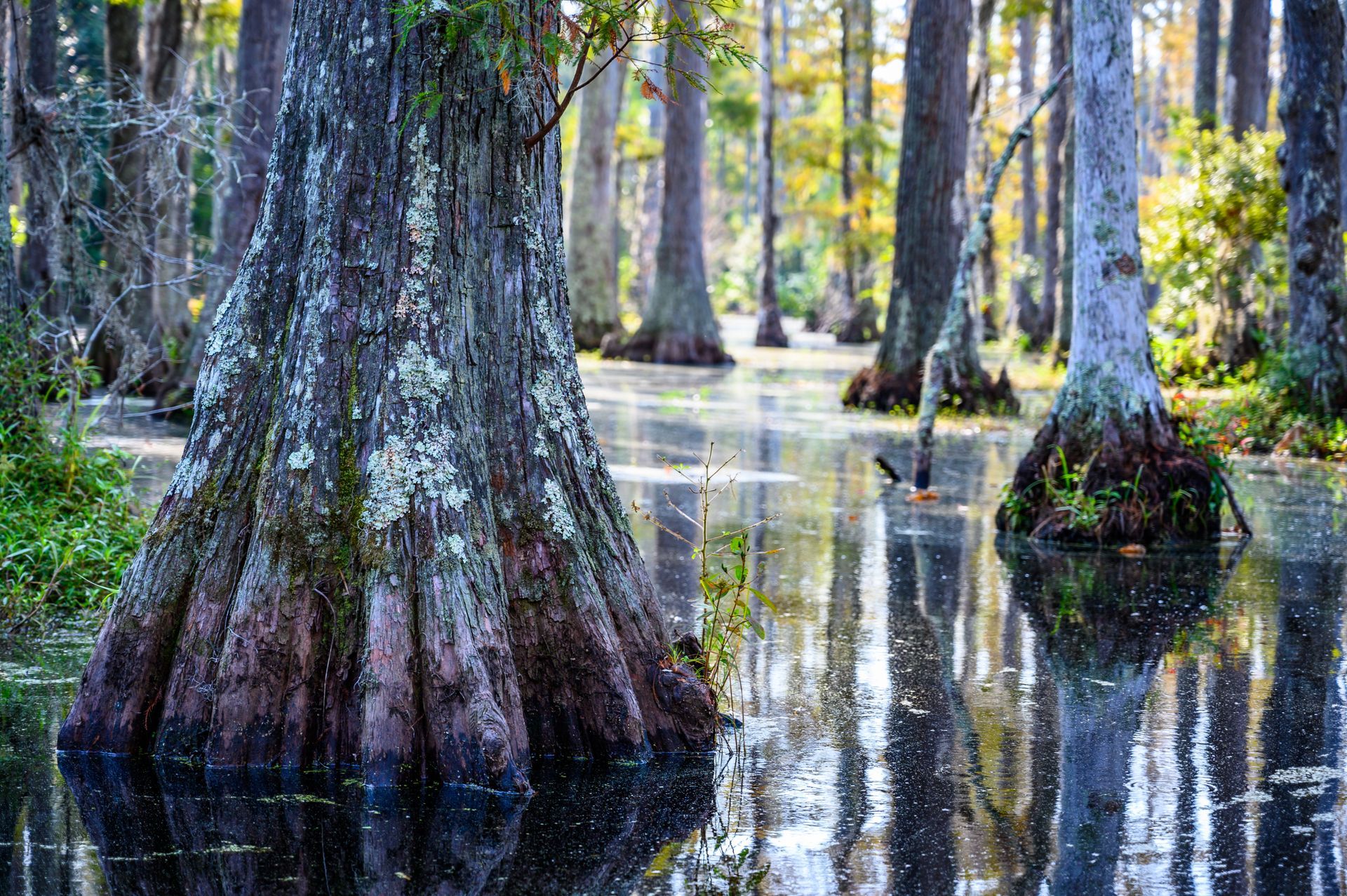Swamp scene with tree trunks rising from still water. Reflections of trees and sky.