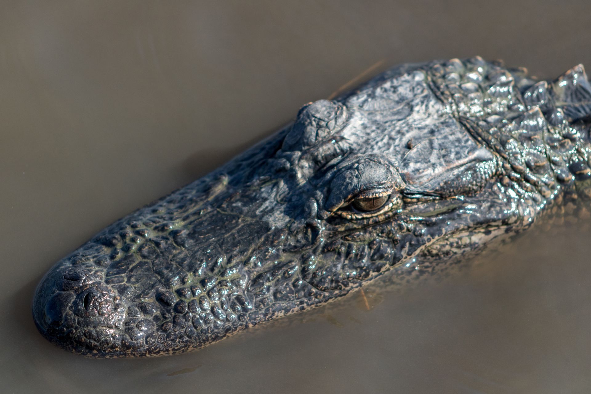 American alligator head emerging from murky water.