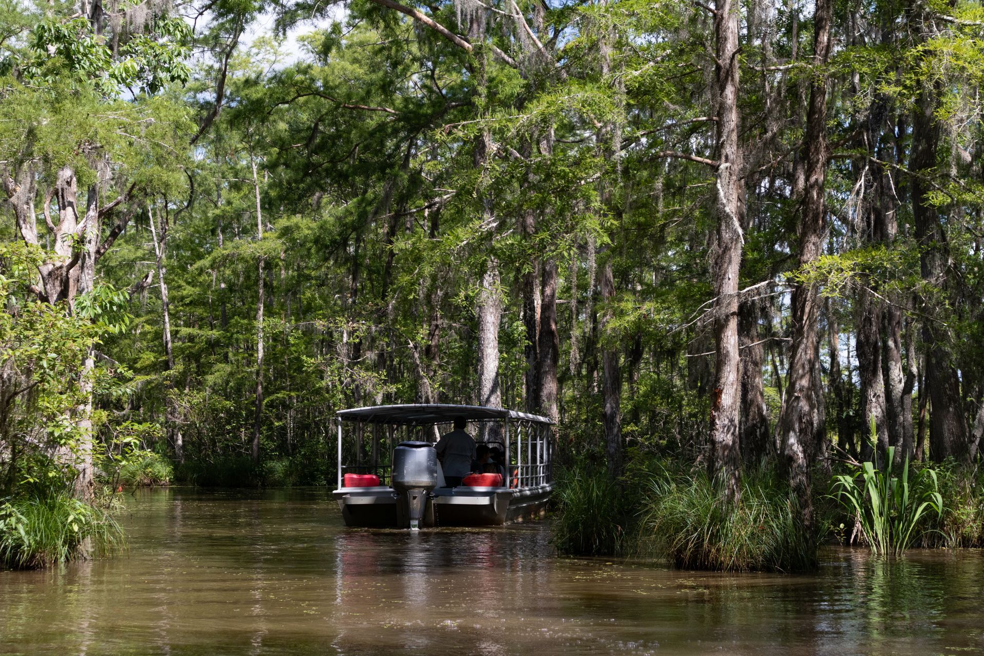 Boat navigating a murky waterway through a lush, green swamp.