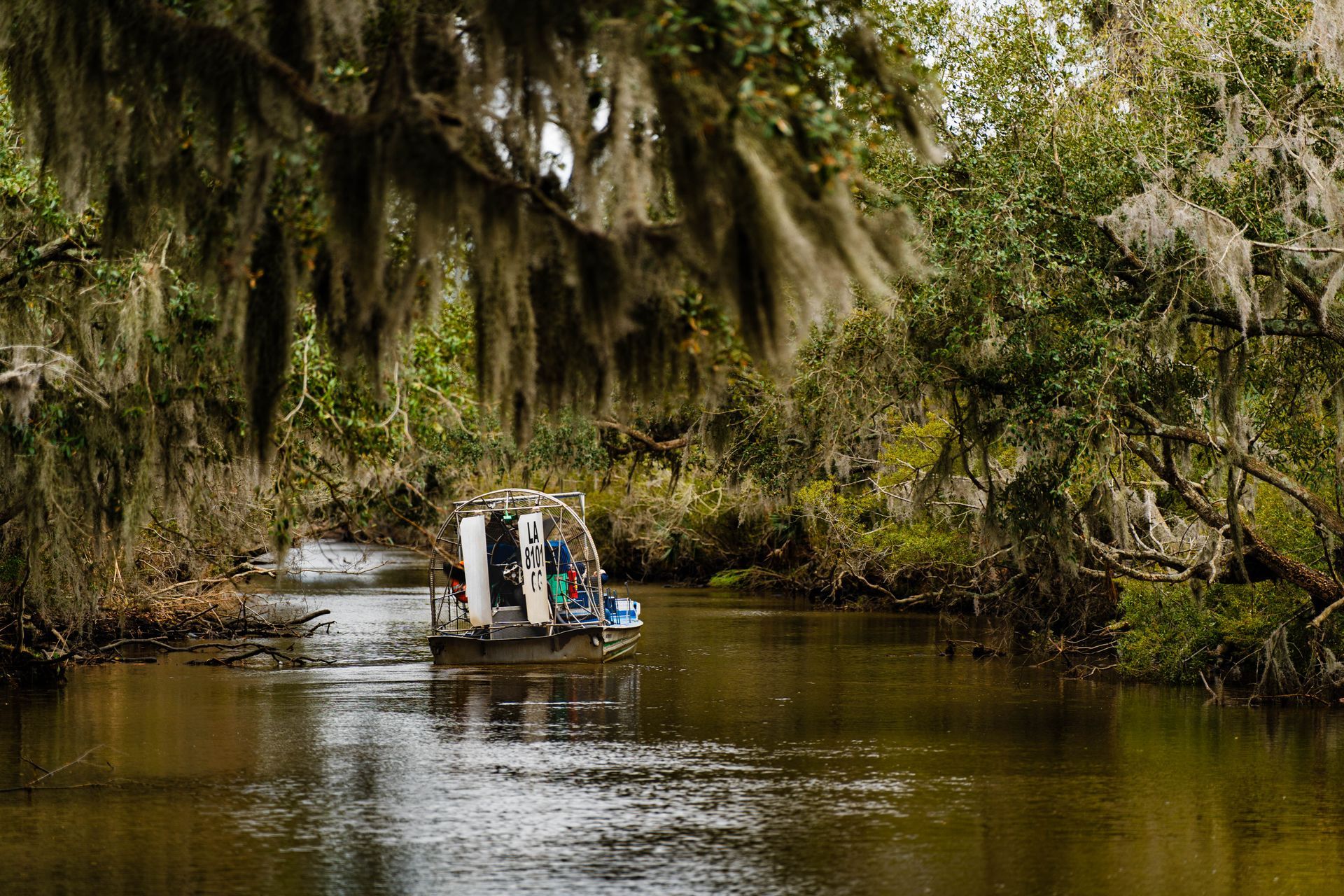 Airboat on a murky waterway, passing beneath trees draped in Spanish moss.
