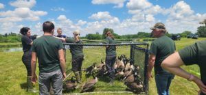 Geese herded into temporary pens