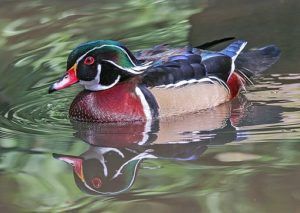 A male wood duck nest box.