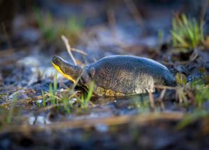 Blanding's turtle