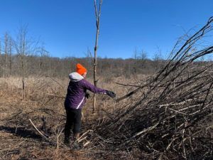 Volunteer removing invasive species to improve wildlife habitat