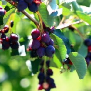 Juneberry