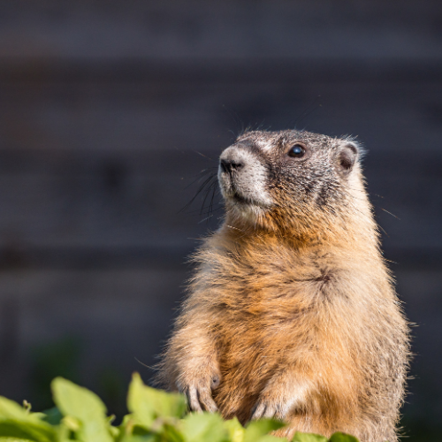 Yellow-bellied marmot standing upright, looking up. Brown fur, gray background.