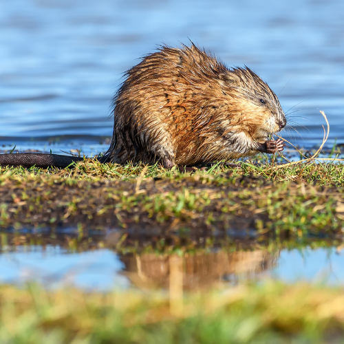 Muskrat on grassy bank near water, eating vegetation.