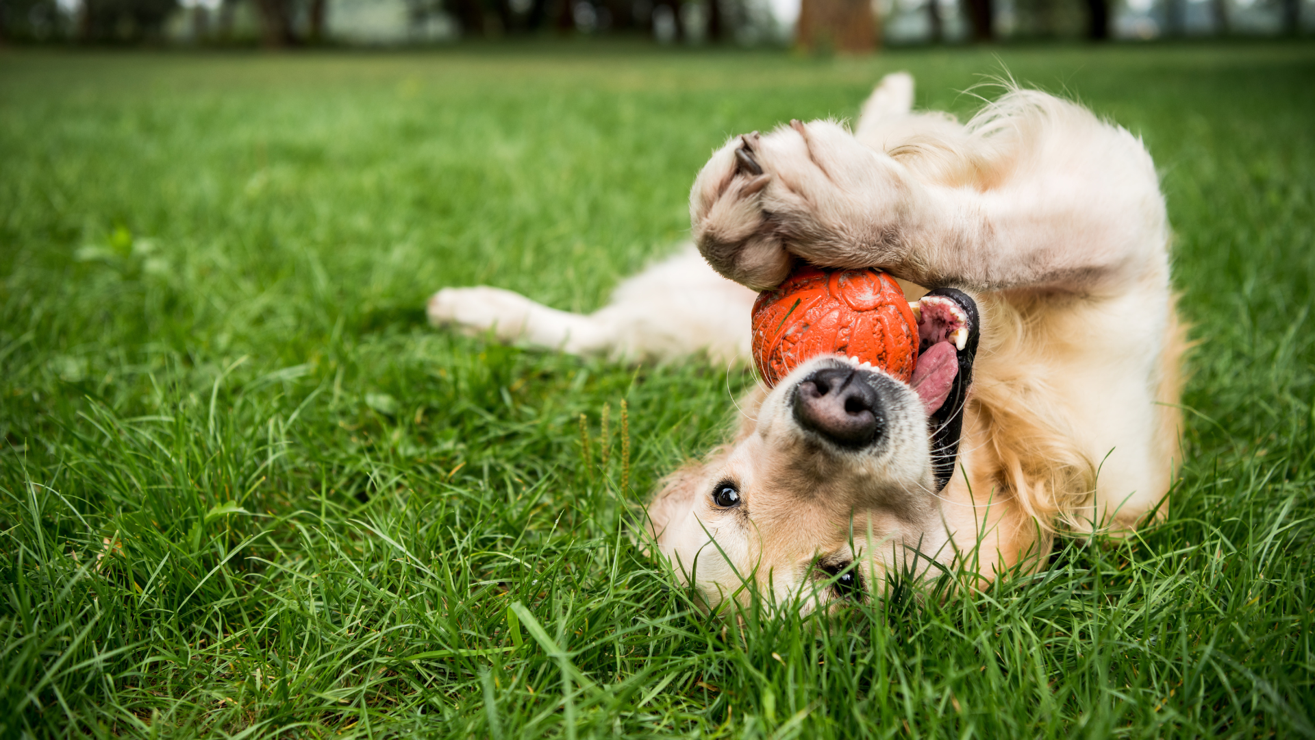 Golden retriever rolls on back in green grass, playing with orange ball.