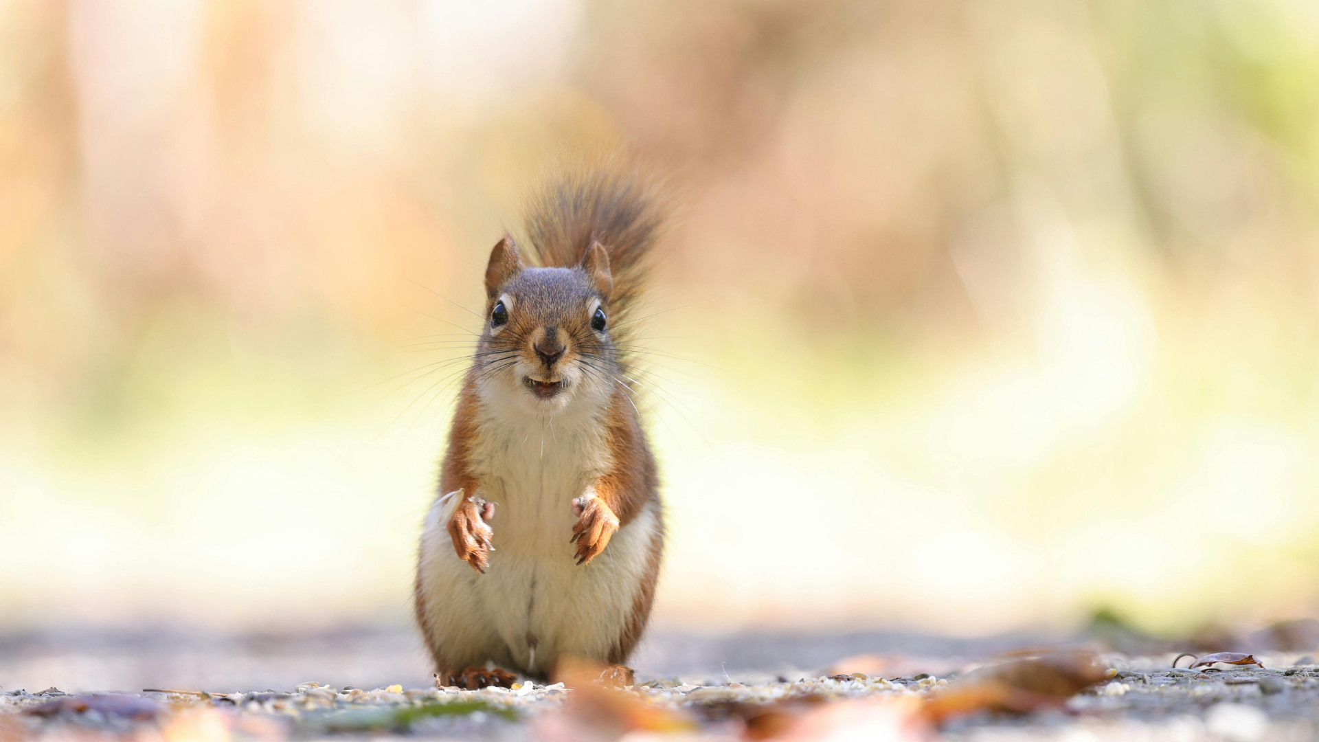 Squirrel standing, looking toward camera, front paws raised. Tail up, brown fur, blurred outdoor background.