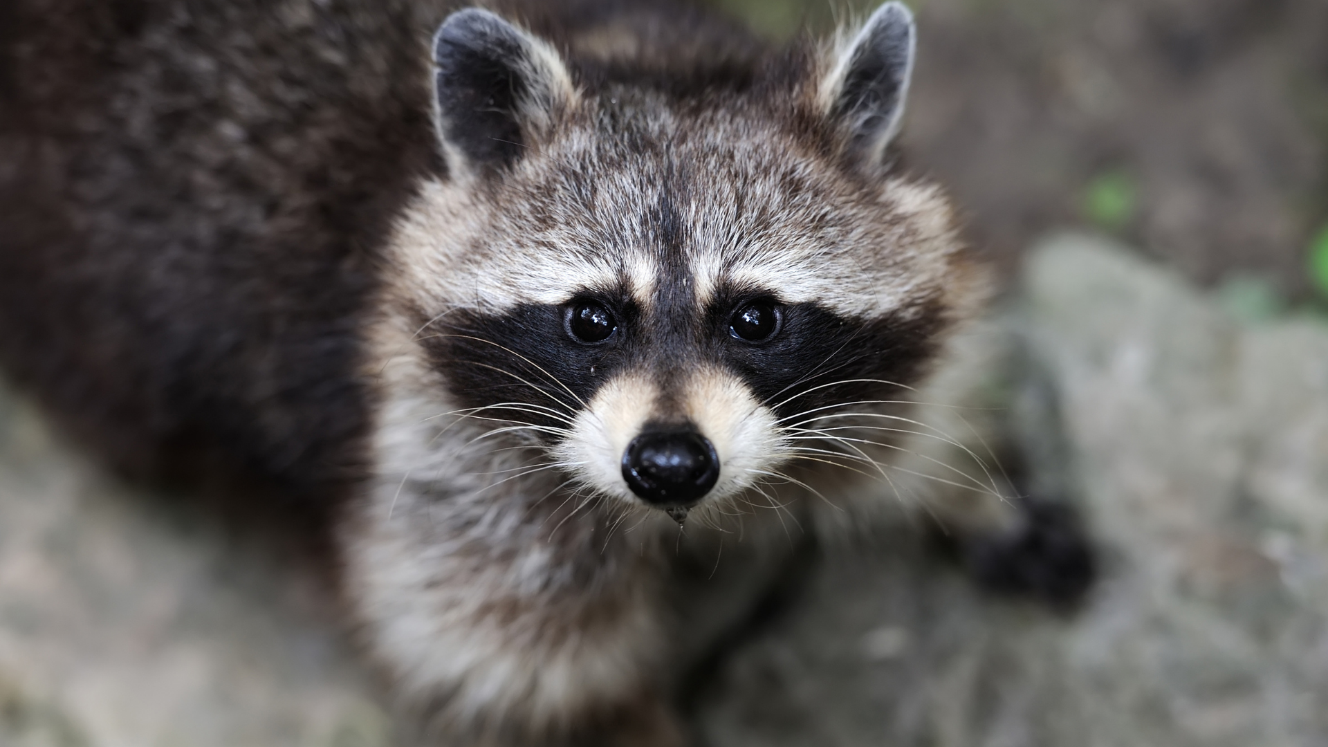 Close-up of a raccoon with black mask, looking up. Gray and brown fur with focused eyes.