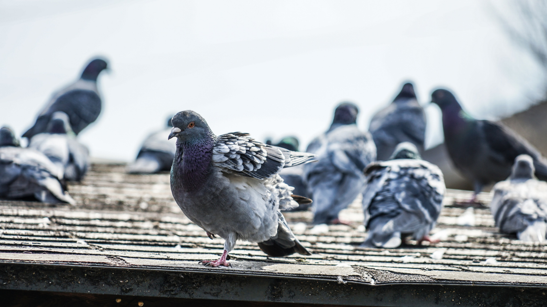 Pigeons gathered on a weathered rooftop; one with wings outstretched, others preening.