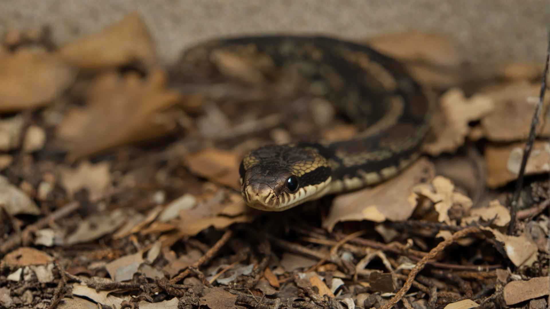 A dark, striped snake resting on a bed of dry brown autumn leaves.