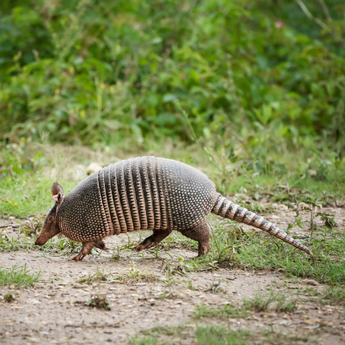 Armadillo walking across dirt path with green foliage in the background.