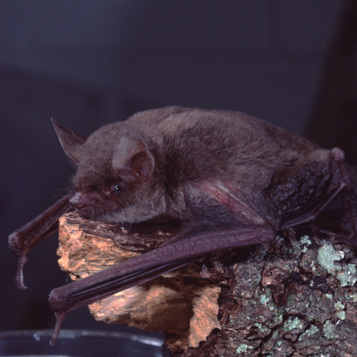 Bat with dark brown fur resting on a piece of wood, facing left.