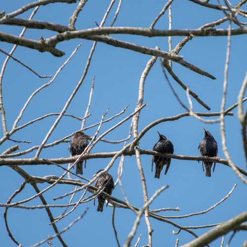 Five black birds perched on bare tree branches against a blue sky.