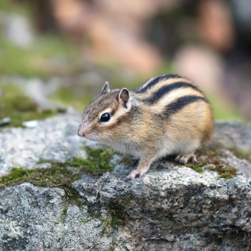 Chipmunk with striped back, sitting on a mossy rock, looking alertly to the left.