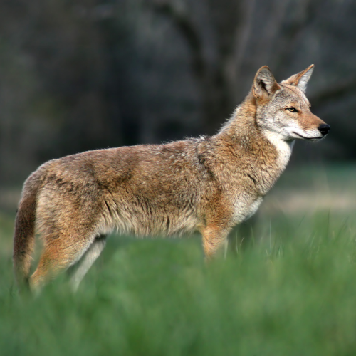 Coyote standing in green grass, with brown fur and alert expression; blurred background.
