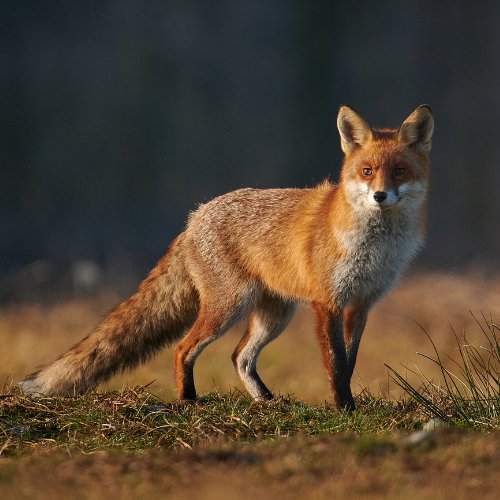 Red fox standing in grassy field, looking towards viewer, with a blurred background.