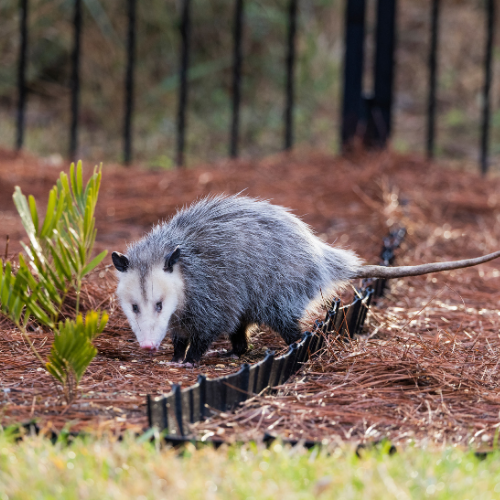 Opossum in a yard with black fence and border, brown pine straw ground cover.