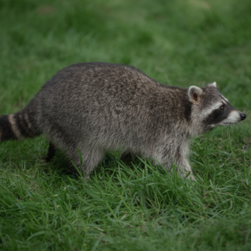 Raccoon with black mask and striped tail walking on green grass.