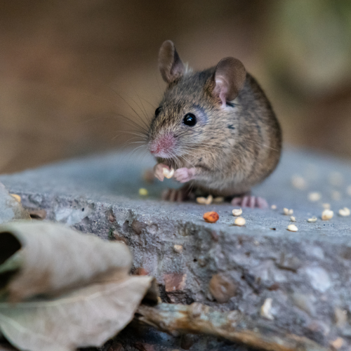 Mouse eating seeds on a stone, with a brown leaf in the foreground.