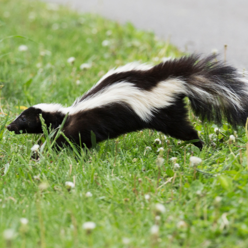 Skunk in black and white fur, walking through green grass and small white flowers.