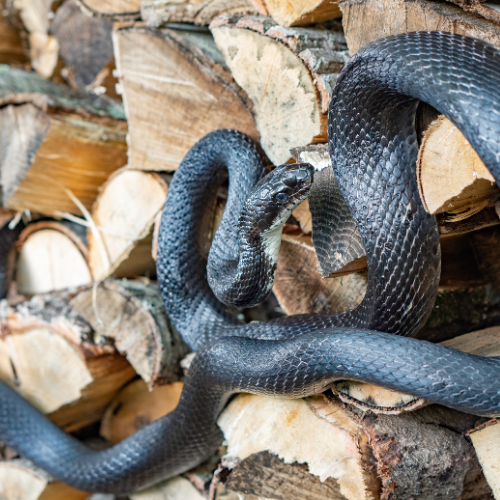 Black snake coiled on a stack of firewood.