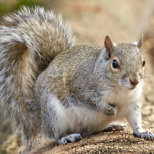 Gray squirrel perched on a log, looking forward. Fluffy tail, gray and white fur.