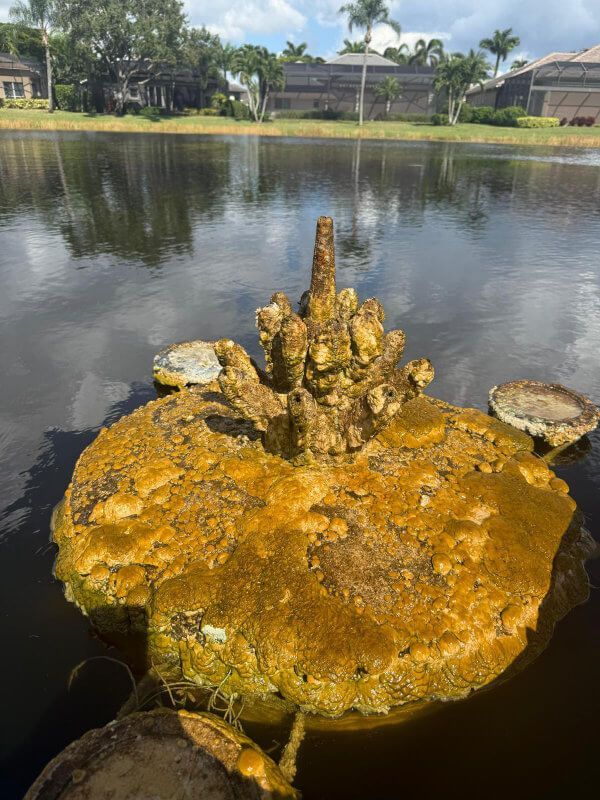 Mossy rock formation in a pond, with houses and trees reflected on calm water