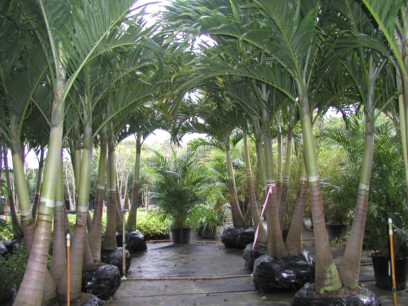 Eden Nursery | Clearwater, FL | Plant Nursery with Palm Trees