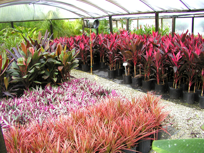 Eden Nursery | Clearwater, FL | Plant Nursery with Trees and Plants