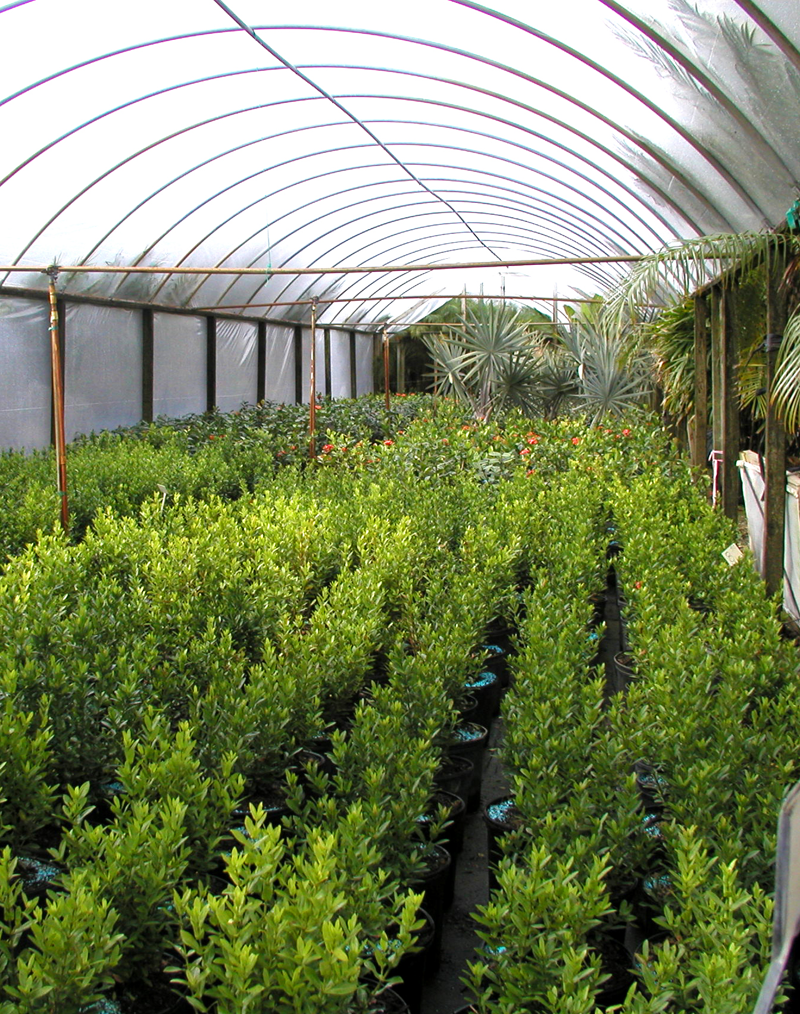 Eden Nursery | Clearwater, FL | Plant Nursery with Trees