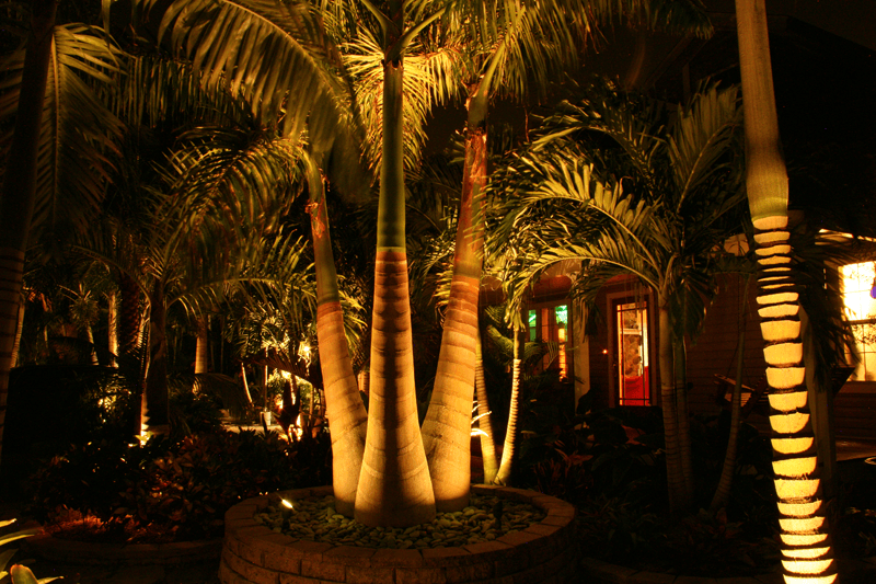 Eden Nursery | Clearwater, FL | Landscaping LED lighting and Palm Trees, Plants
