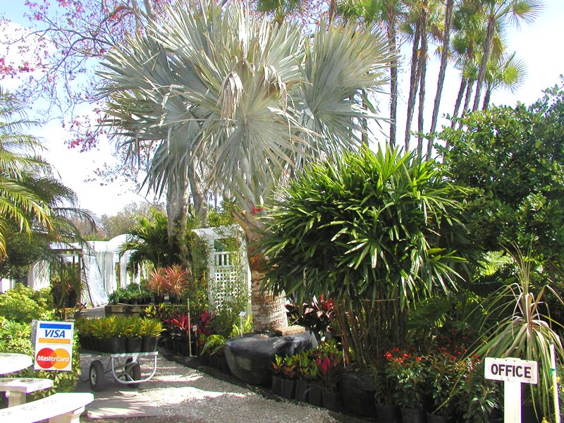 Eden Nursery | Clearwater, FL | Landscaping and Plant Nursery with Palm Trees, Plants, Flowers