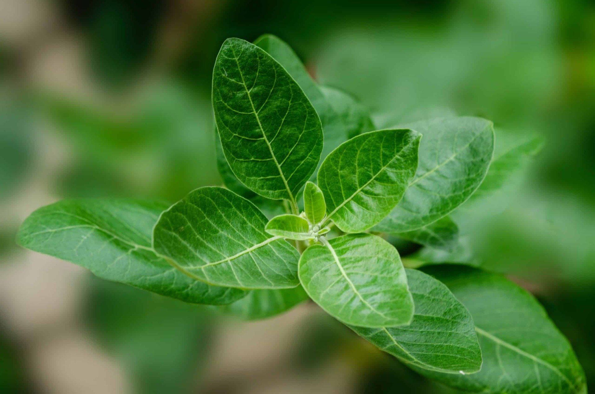 Ashwagandha Leaf