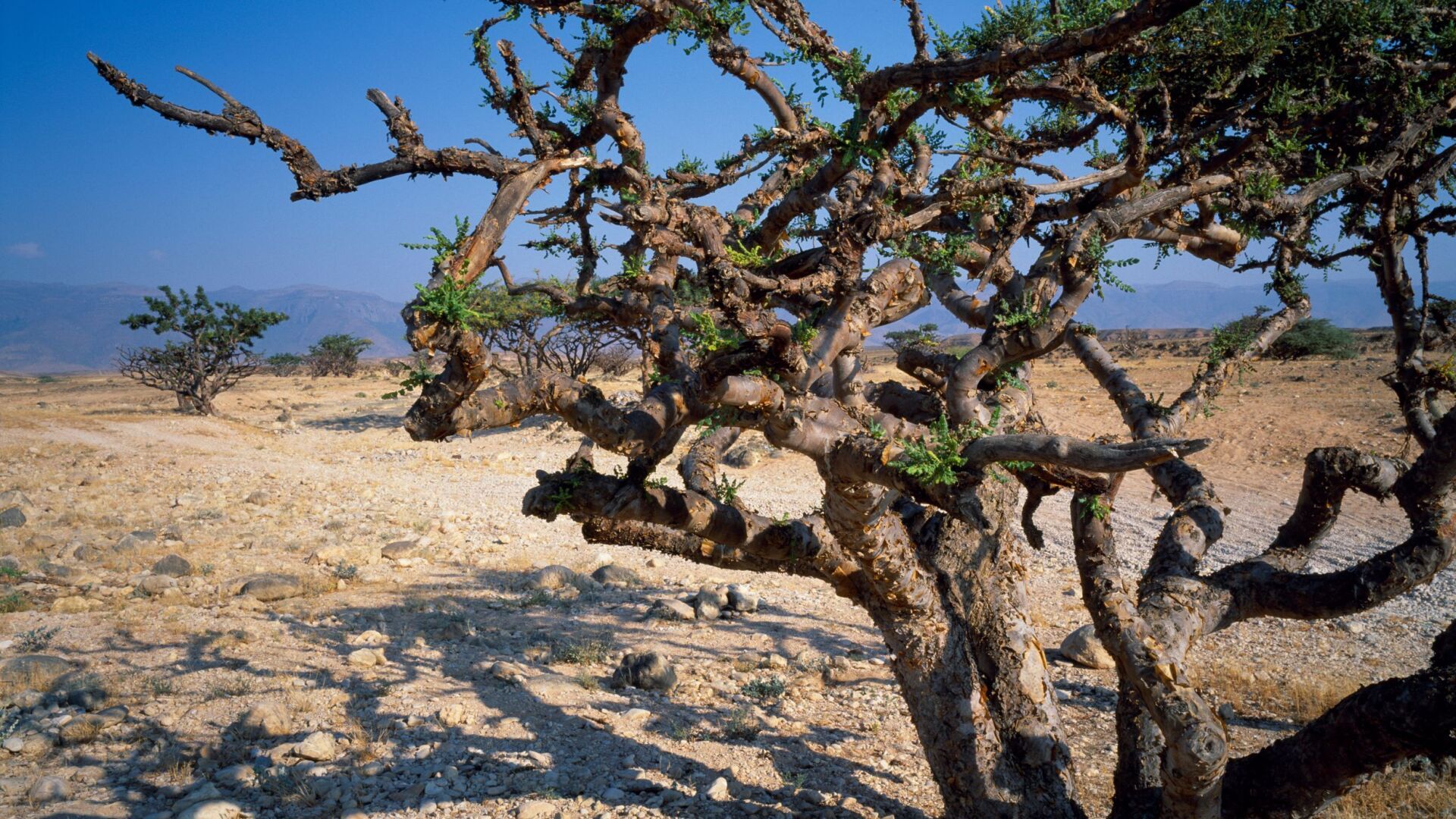 Frankincense Tree (Boswellia carterii) near Salalah, Oman, Dhofar.