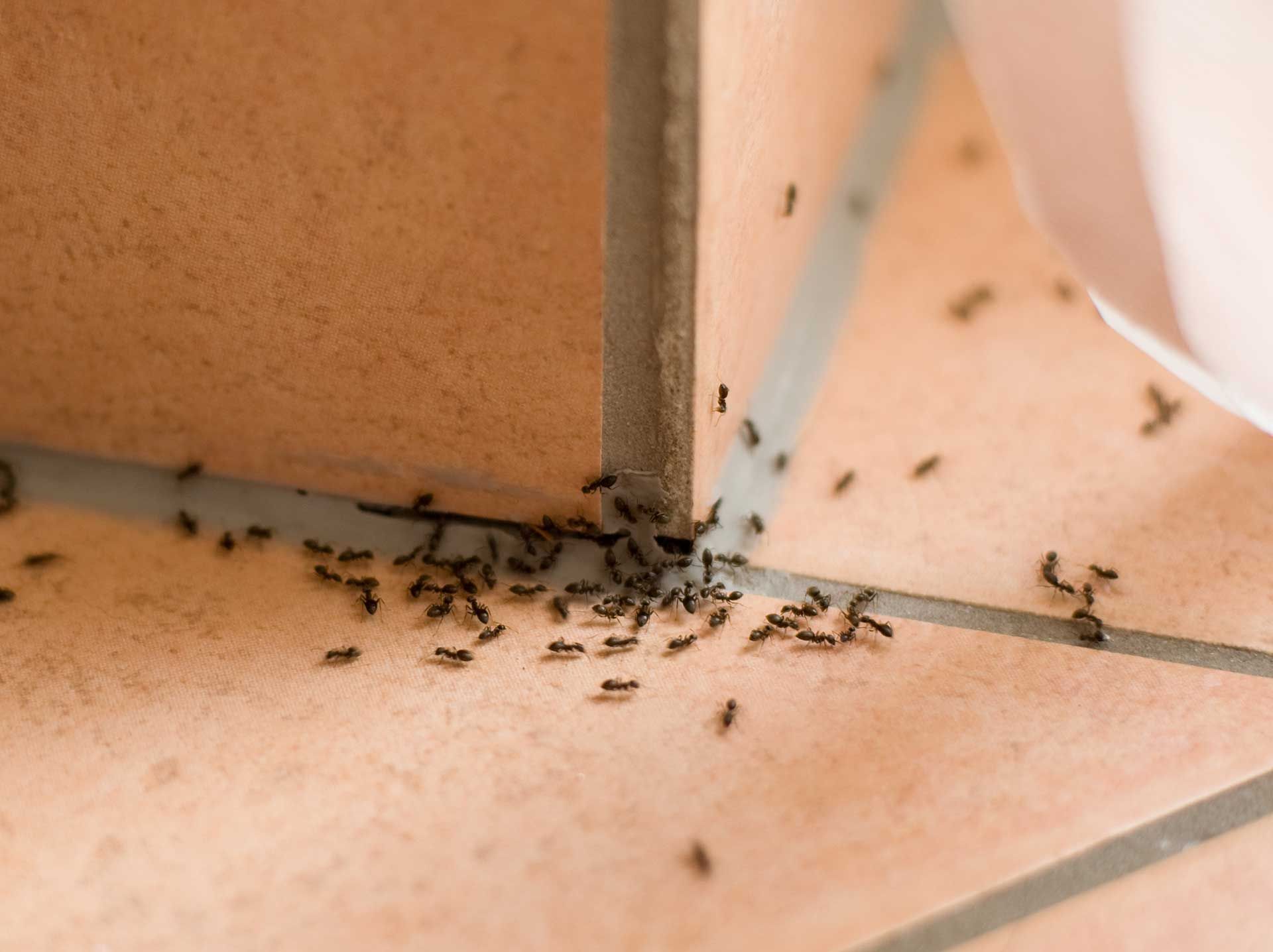 A bunch of black ants are crawling on a tiled floor.