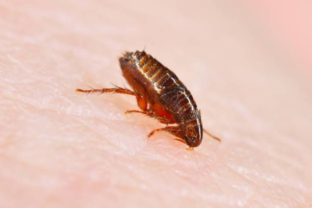 A flea is crawling on a person 's skin.