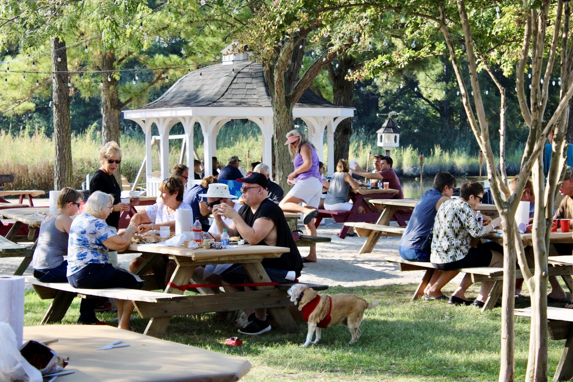 People eating in park with picnic tables and trees