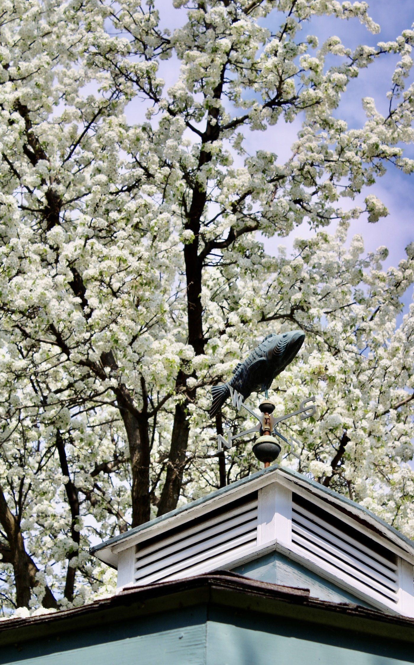 Bandstand cupola in front of budding spring blossom tree