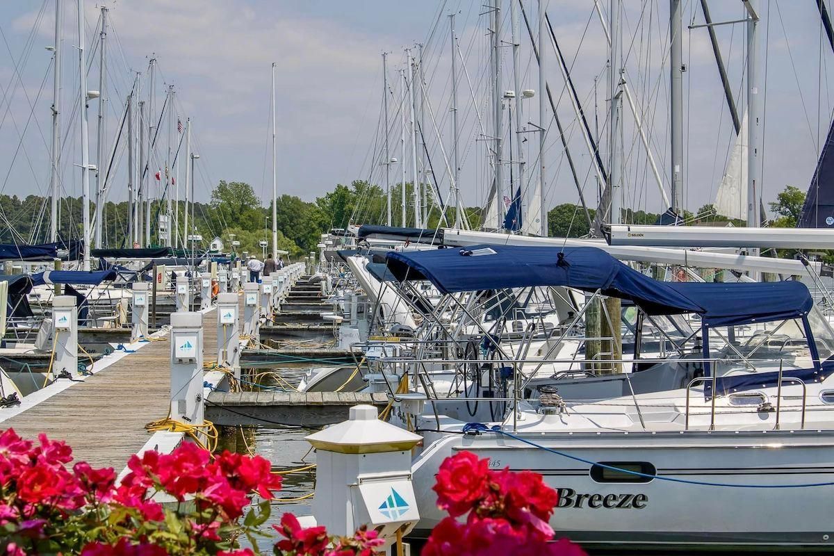 Dock with white sailboats and rose bushes in foreground on sunny summer day