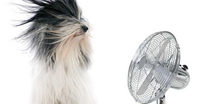 a dog is standing next to a fan with its hair blowing in the wind .