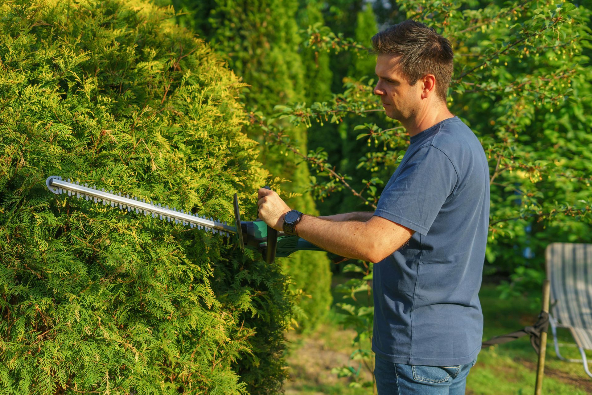 A person in a blue t-shirt uses an electric hedge trimmer to shape a large, green bush in a sunny garden.