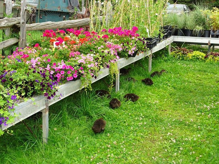 Garden Centre Dutch Mill Country Market Burlington & Hamilton