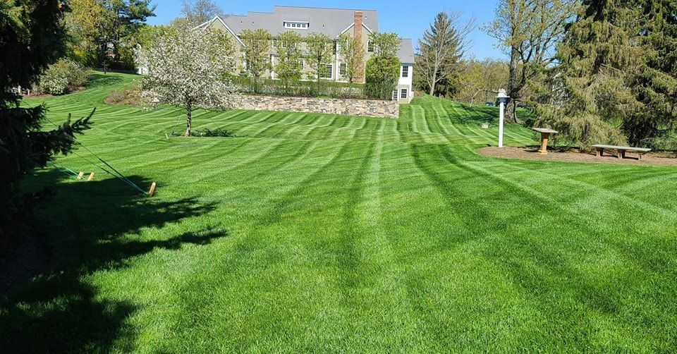 A large lush green lawn with a house in the background.