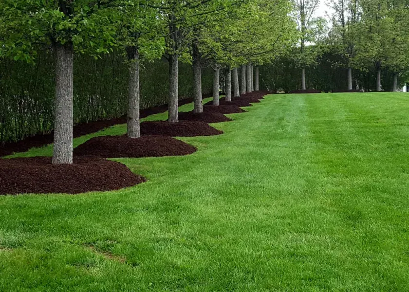 A lush green lawn surrounded by trees and mulch.