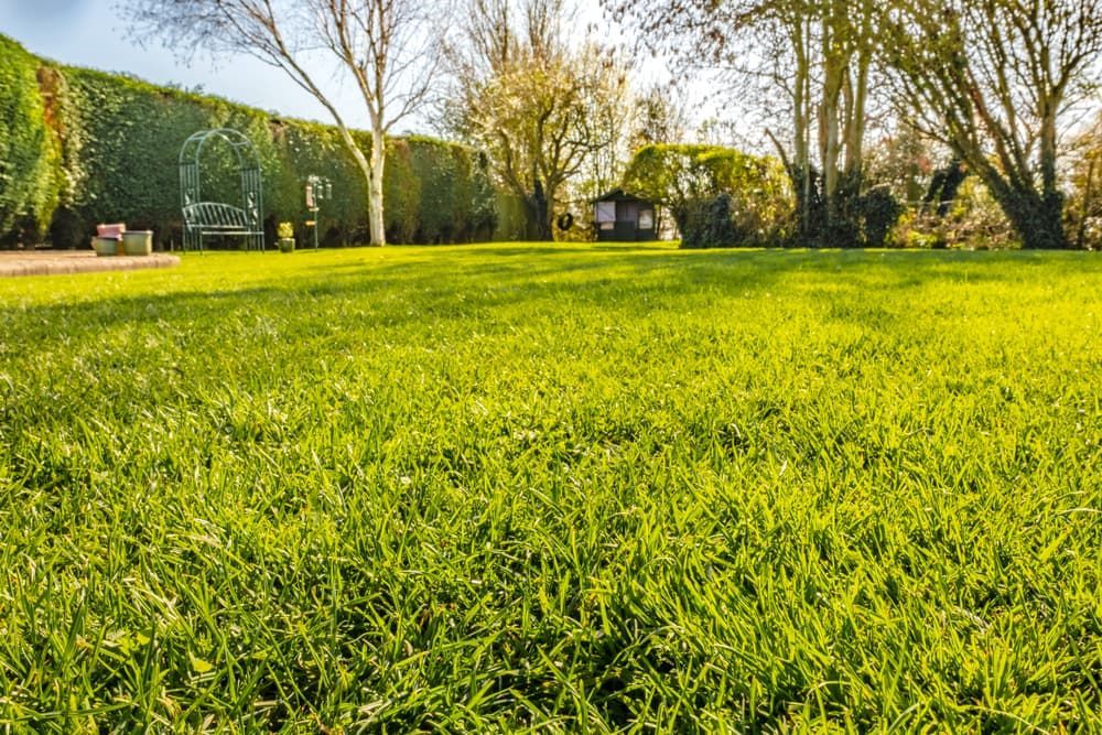 A Large Lush Green Field With Trees and Bushes in the Background — Land to Mow Garden Services Wagga In Wagga Wagga, NSW