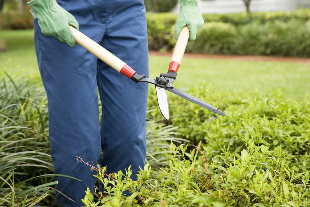 A Person is Cutting a Bush With a Pair of Scissors — Land to Mow Garden Services Wagga In Wagga Wagga, NSW