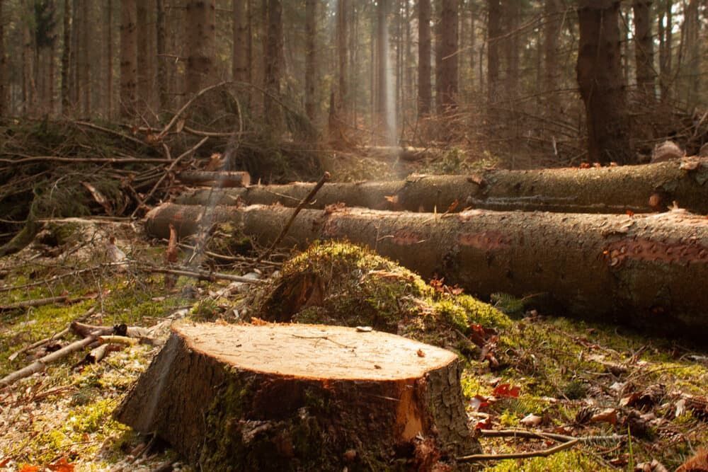 A Pile of Logs in a Forest With a Stump in the Foreground — Land to Mow Garden Services Wagga In Wagga Wagga, NSW